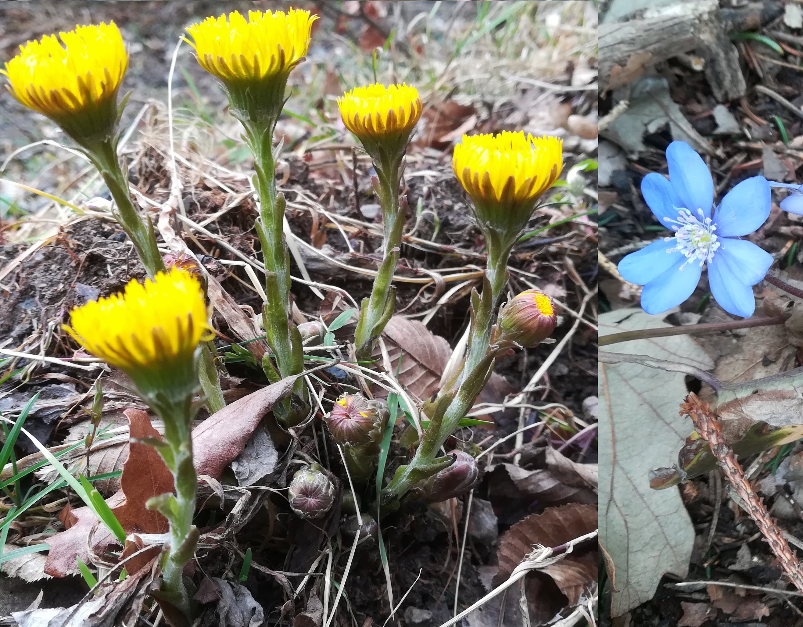 tussilago farfara und hepatica nobilis großer bodenberg heiligenkreuz wienerwald_20200301_102844.jpg