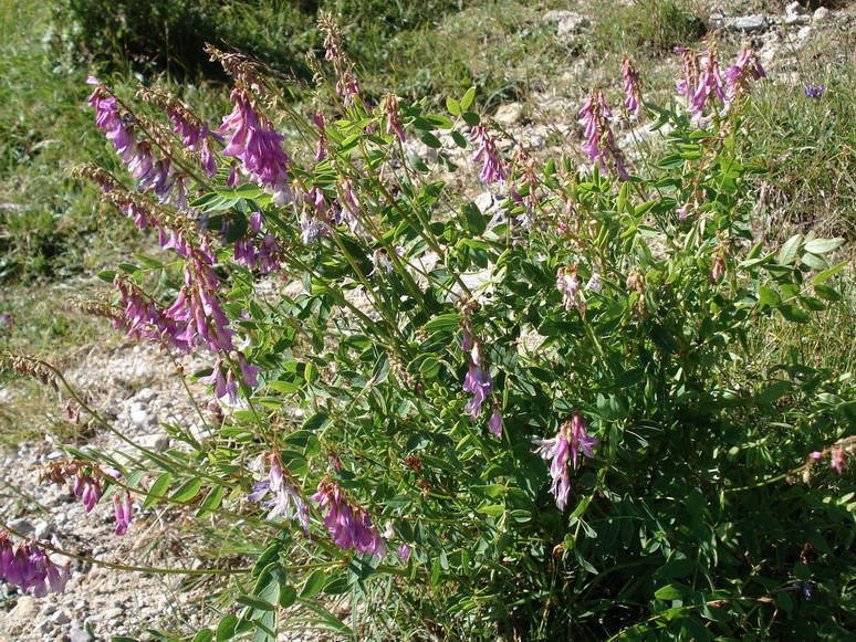 Hedysarum.hedysaroides.ssp.exaltatum.I-Pizzo.Arera.Baita.Vaghetto.JPG