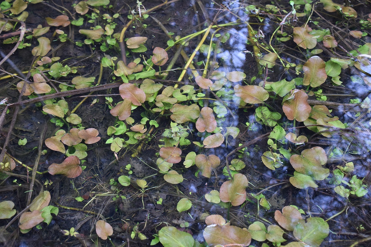 Gföhler-29022020-(17) - Weg A - unbekannt - Wasserpflanze.JPG