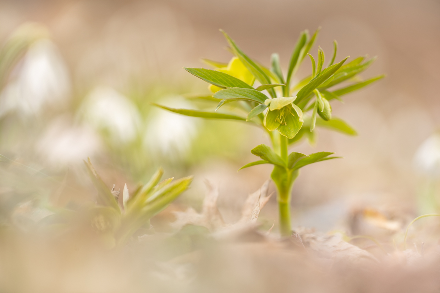 20krv_helleborus_4616.jpg