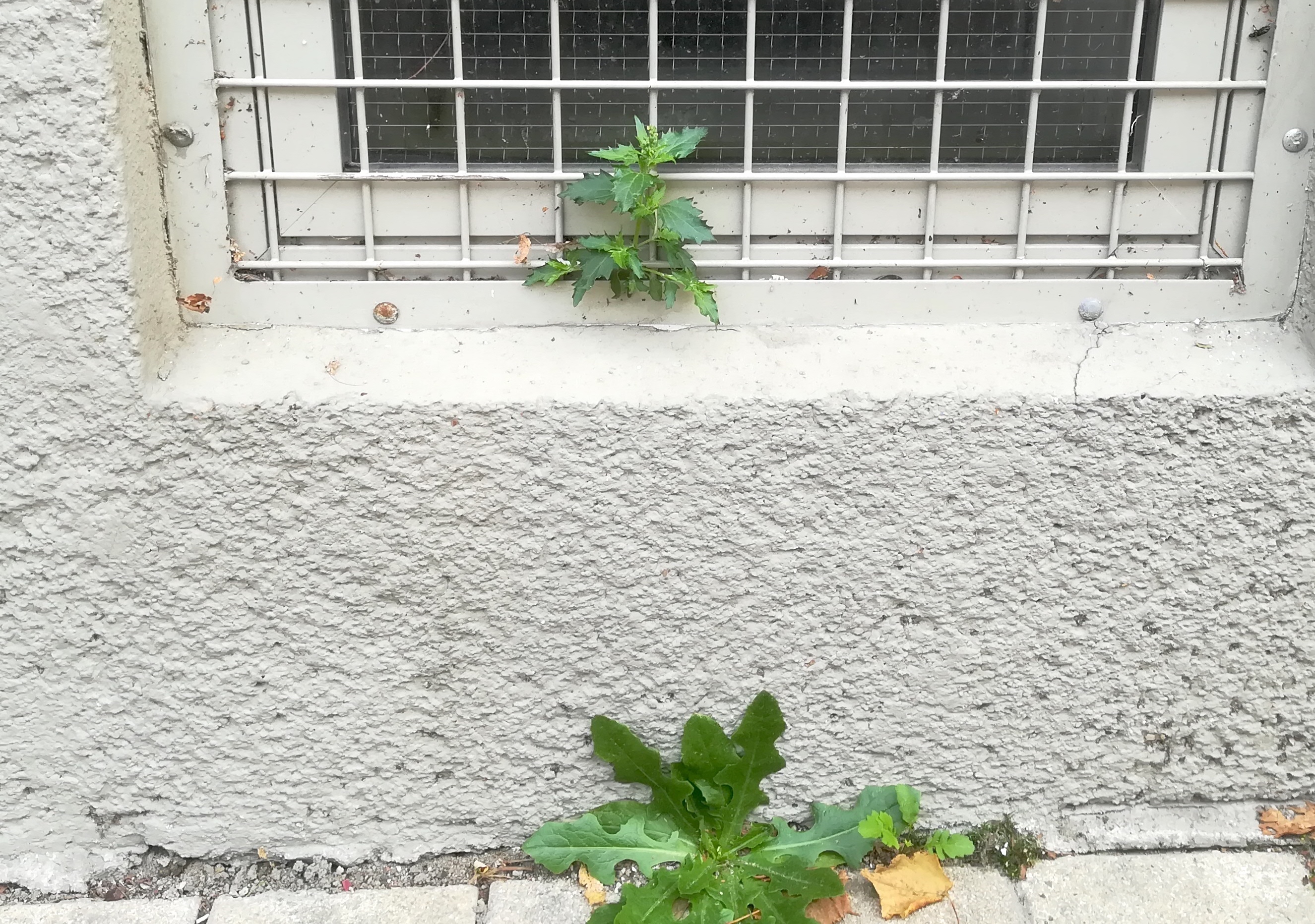 chenopodium murale bacherplatz_20191030_145046.jpg