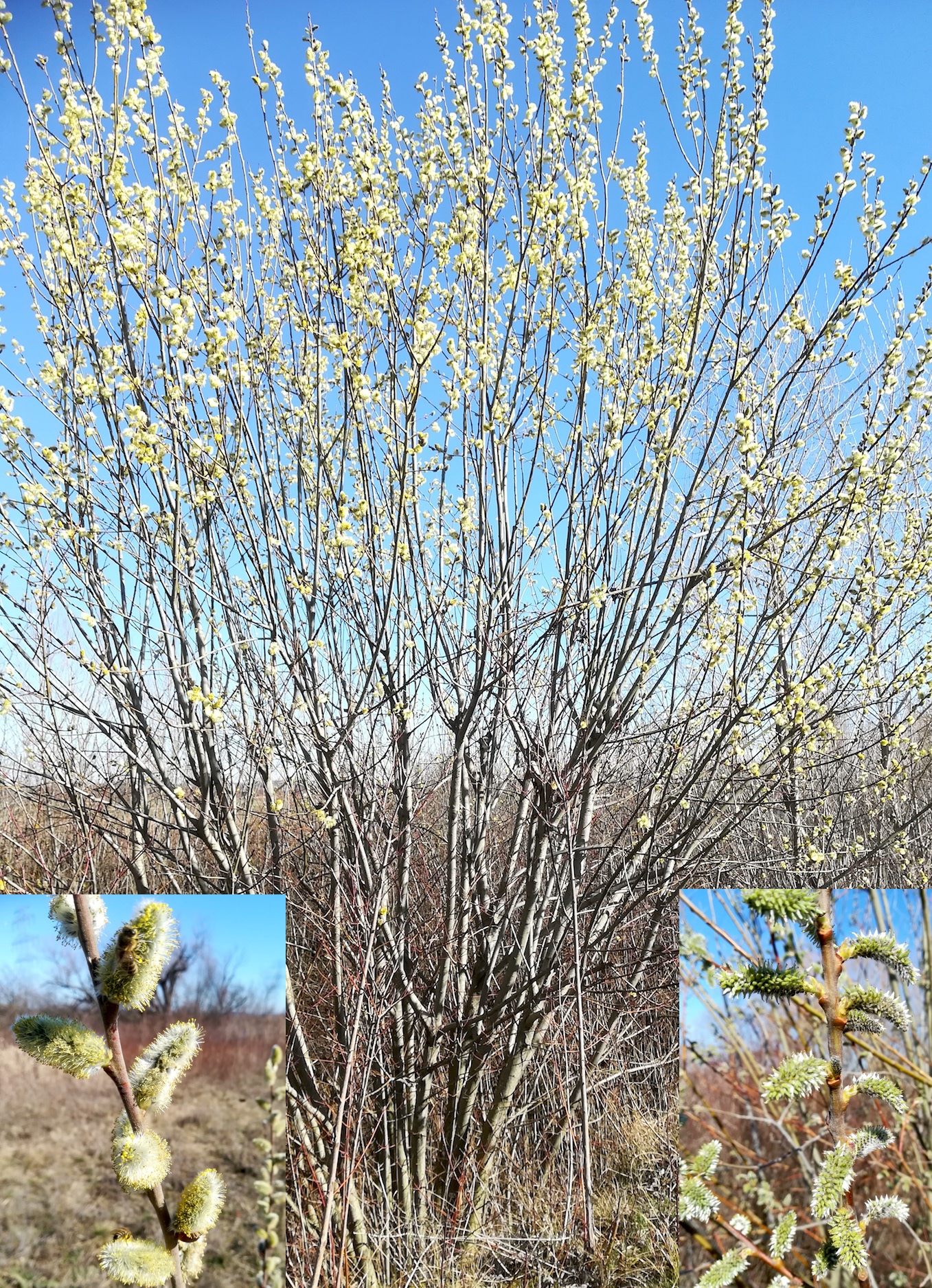 salix caprea um bhf götzendorf_20200305_105304.jpg