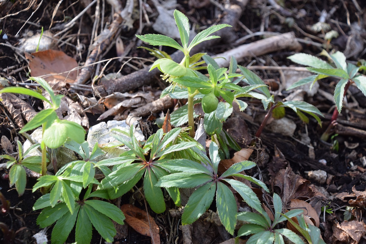 Kaltenleutgeben-08032020-(10)-Geisberg - Helleborus viridis - Grün Nieswurz.JPG