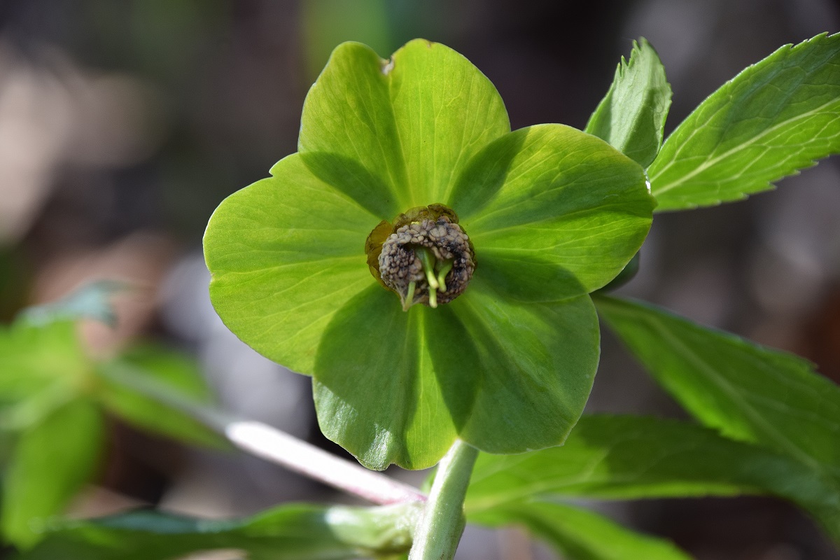 Kaltenleutgeben-08032020-(12)-Geisberg - Helleborus viridis - Grün Nieswurz.JPG