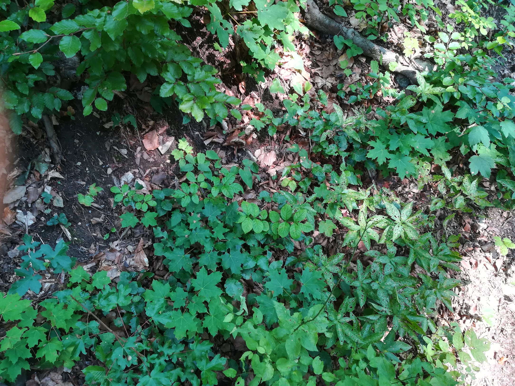 acer campestre und platanoides und pseudoplatanus weg von rohrerwiese zum agnesbründl_20190815_114458.jpg