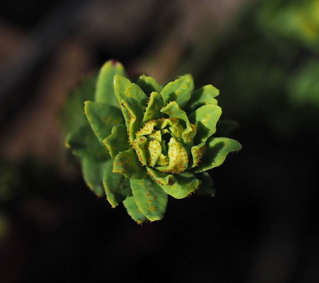 k-Euphorbia cyparissia.JPG