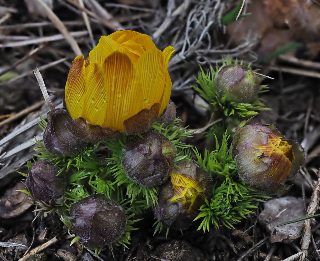 k-Adonis vernalis.JPG