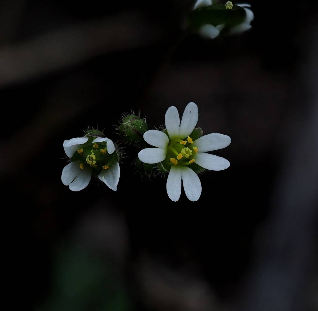 k-Draba verna.JPG