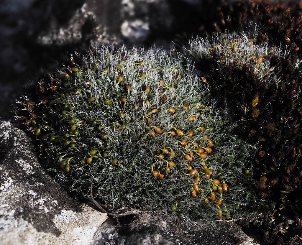 k-Grimmia pulvinata.JPG