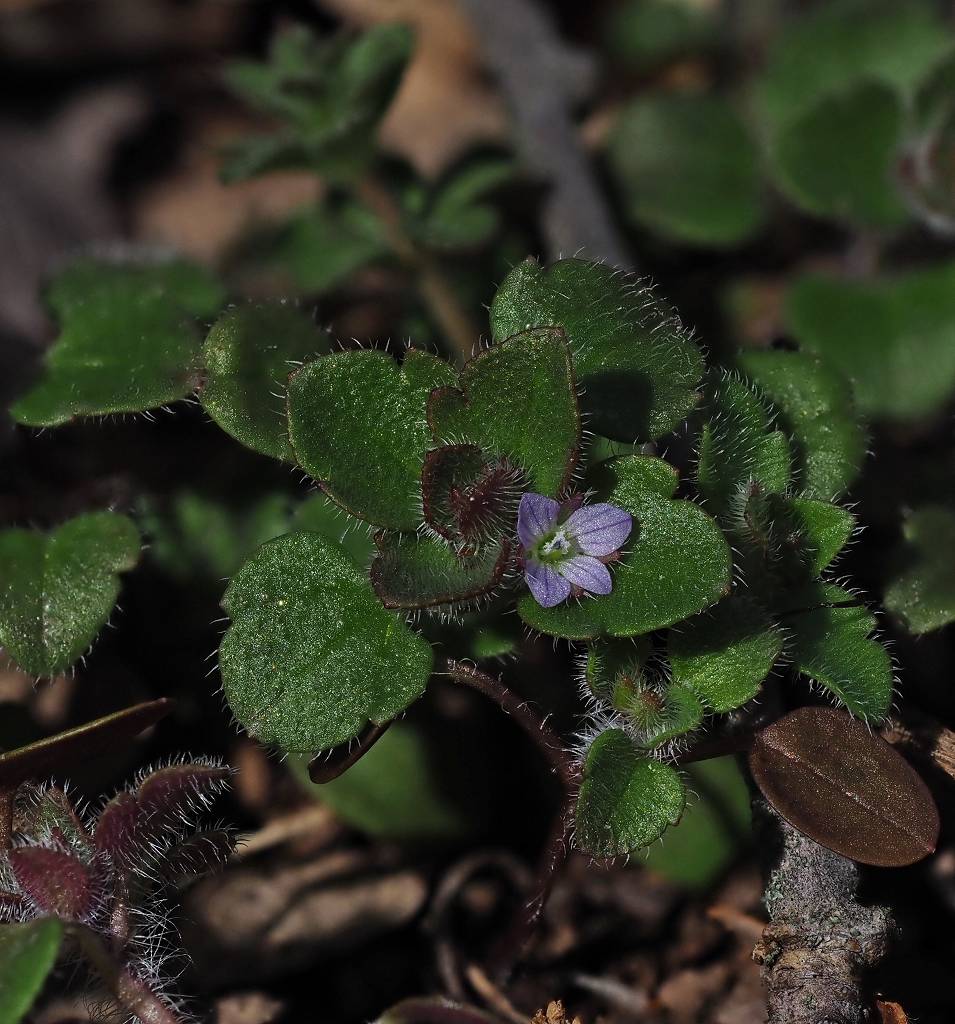 k-Veronica hederifolia I.JPG