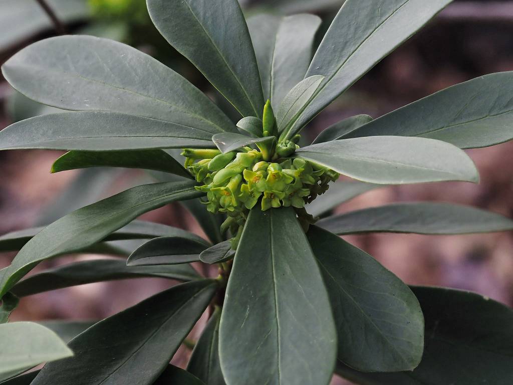 k-Daphne laureola.JPG