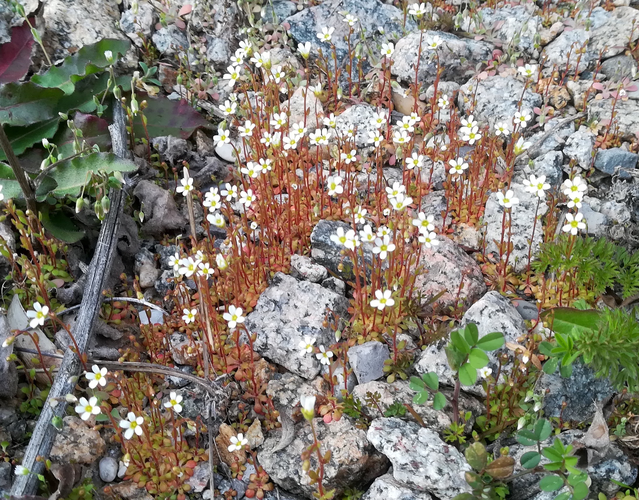 saxifraga tridactylites gstättn hauptbhf_20200311_165215.jpg