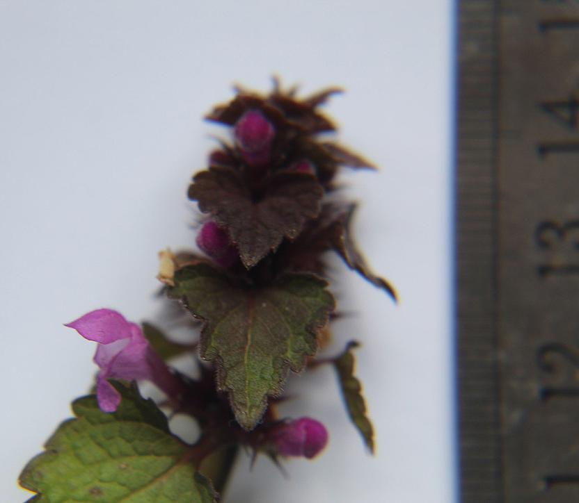 7B538BAF-8603-450D-BEC0-863791C370BD.jpeg