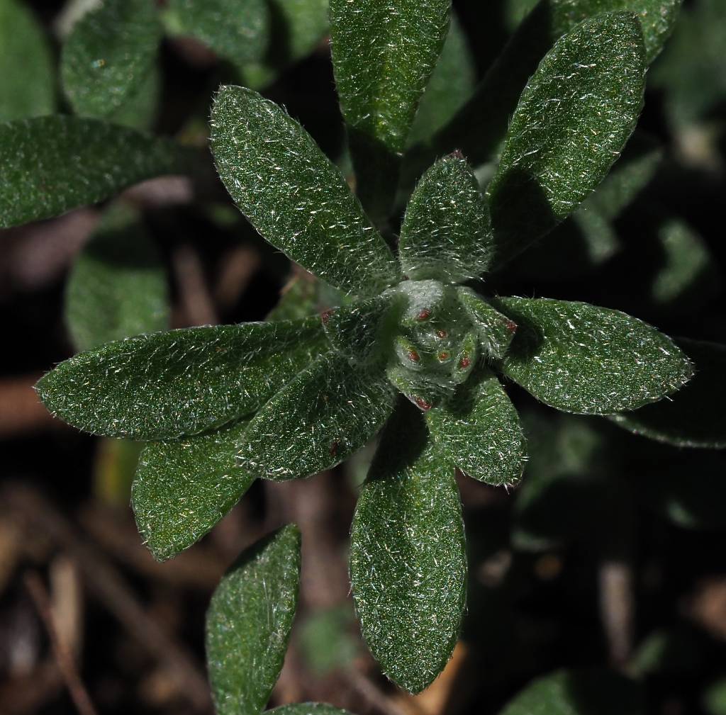 k-Alyssum montanum.JPG