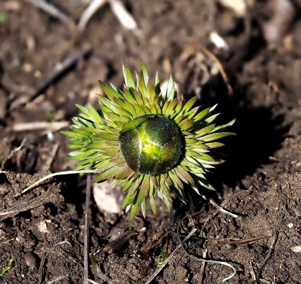 k-Adonis vernalis.JPG