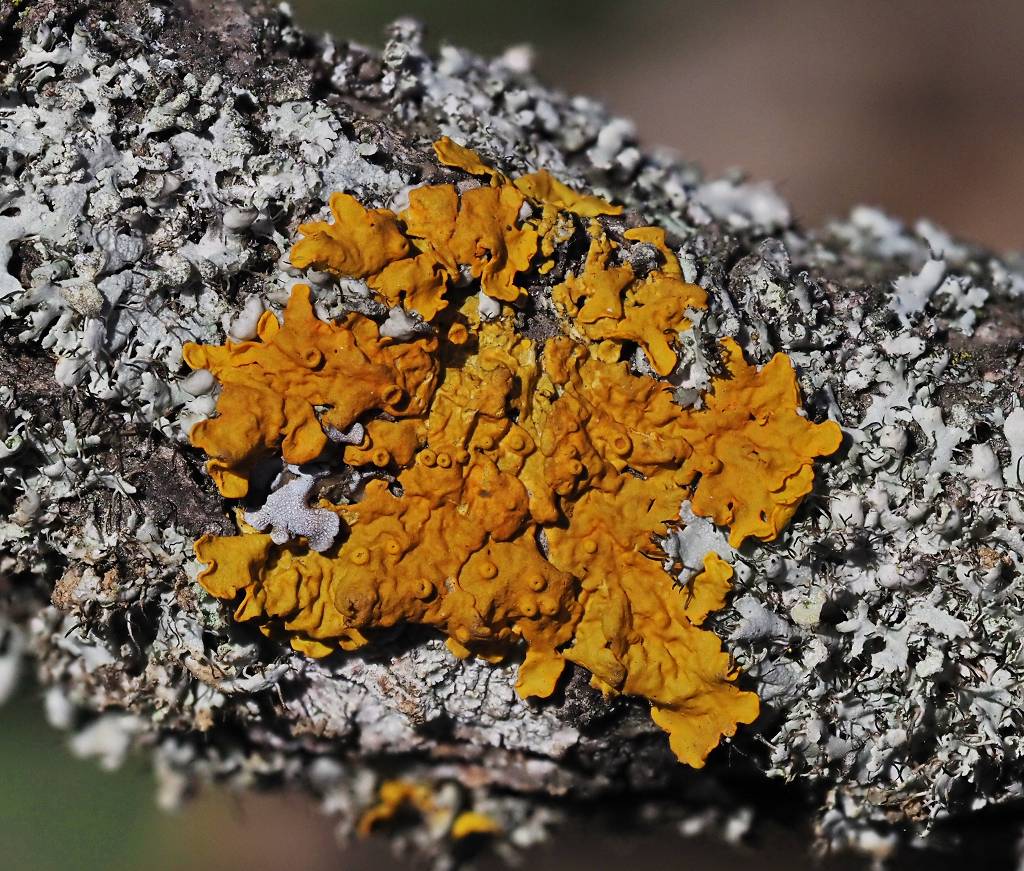 k-Xanthoria parietina 2.JPG