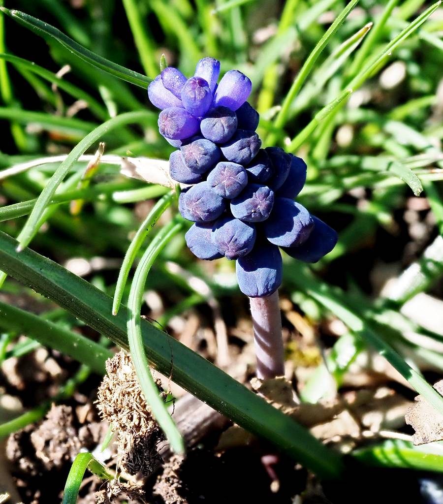 k-Muscari comosum.JPG