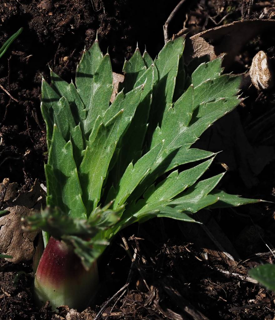 k-Eryngium campestre.JPG