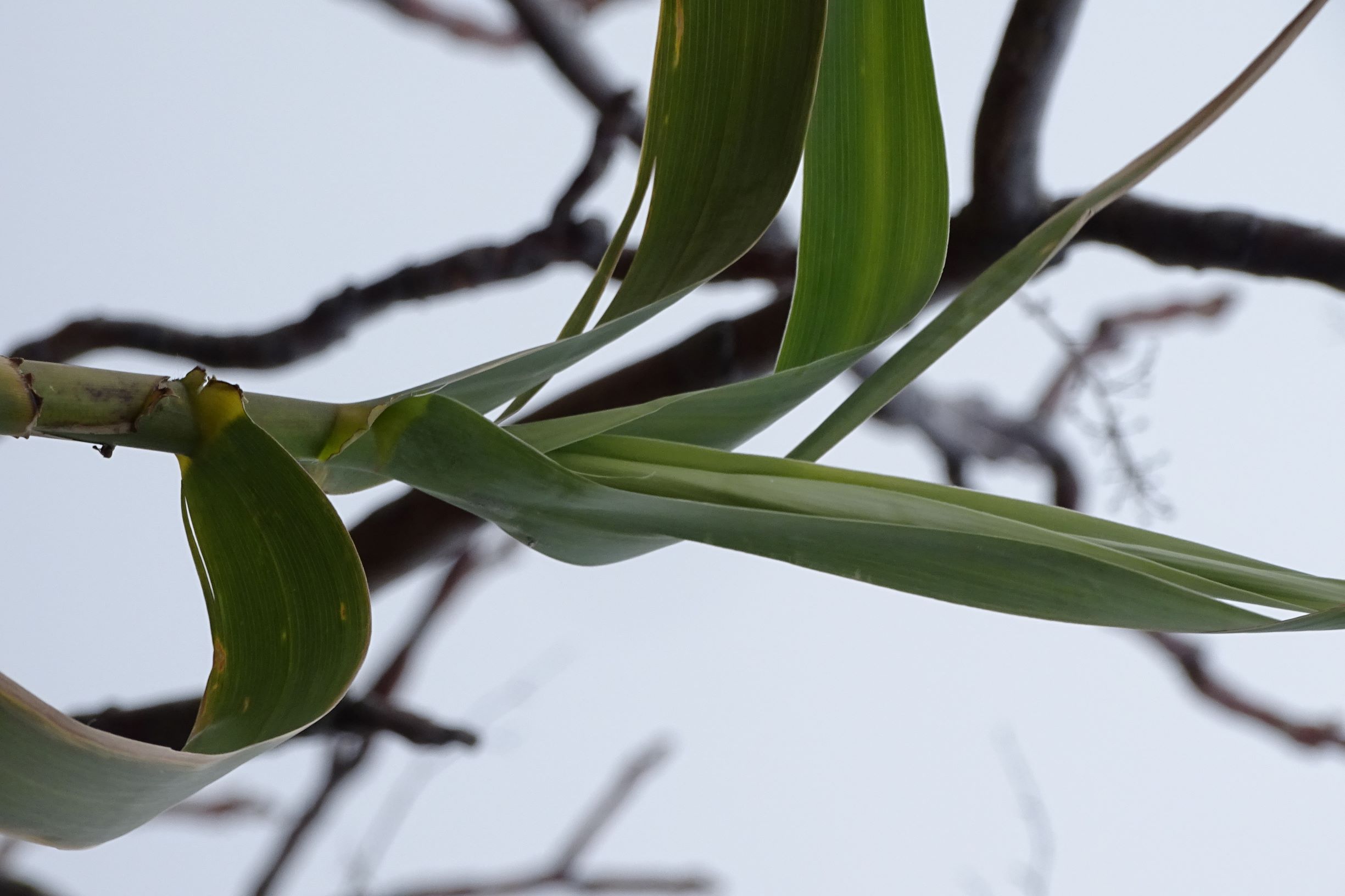 DSC03826-kopie arundo.JPG