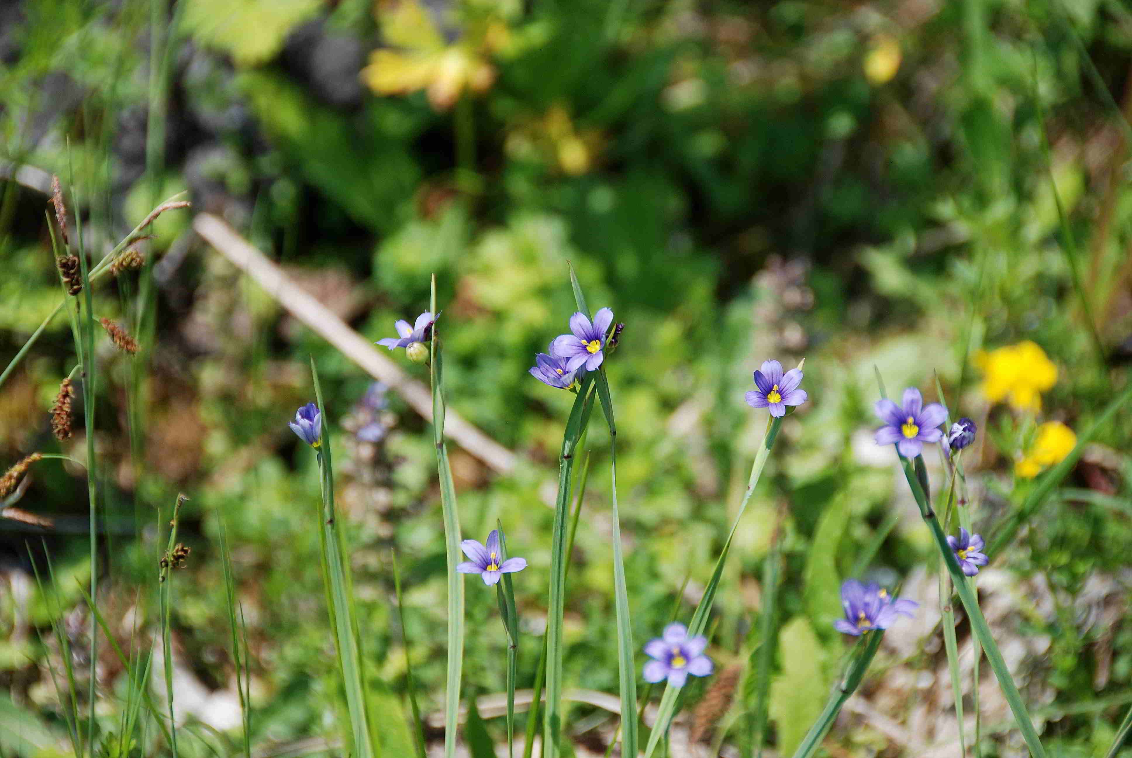 Sonnleitstein-Orchideenwanderung-20062017-(128).JPG