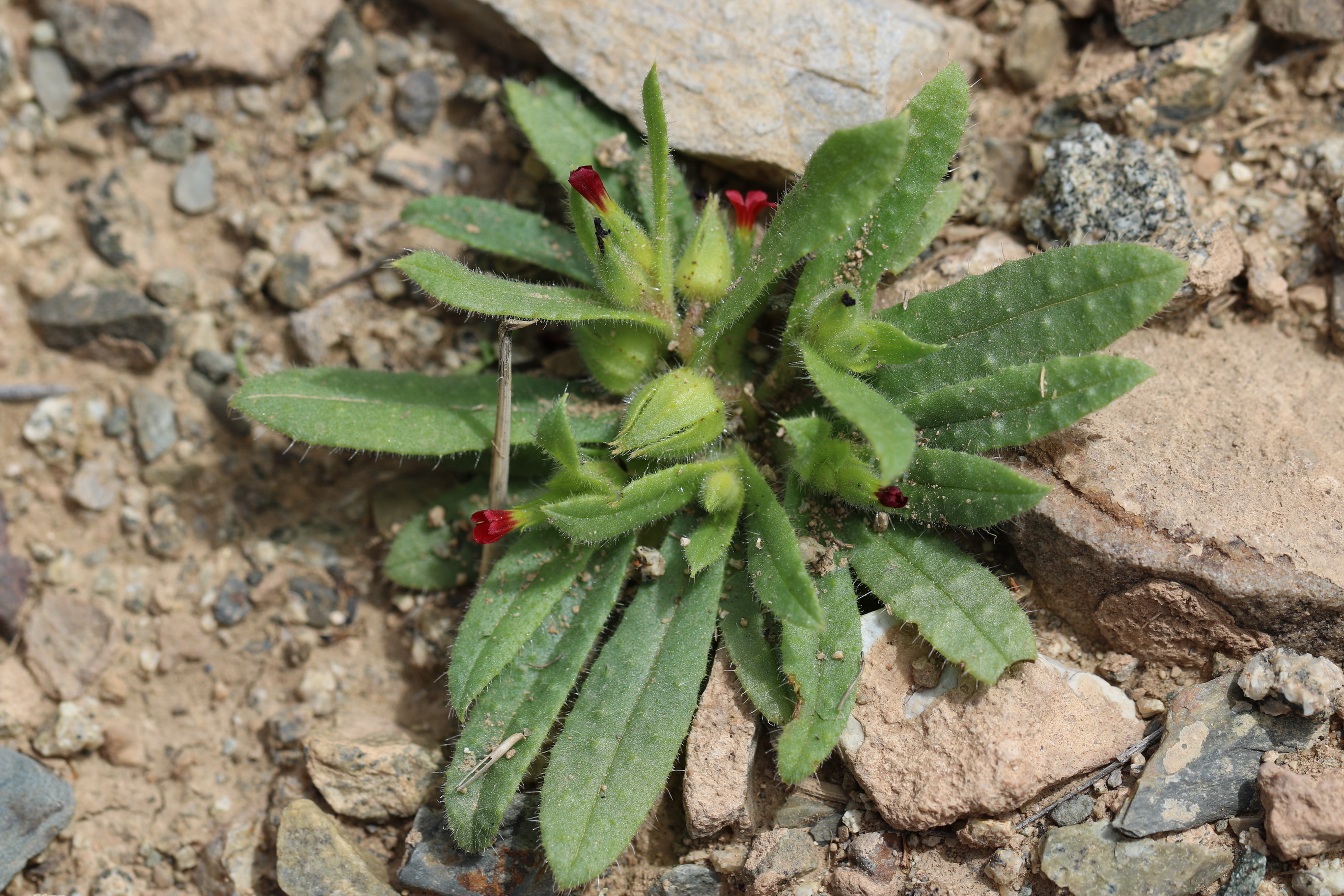 Nonea.caspica.Iran-Hanjan.6.Stdort.28.04.18.JPG