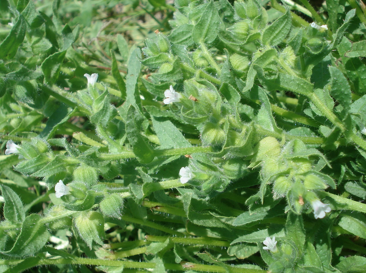 Nonea.echioides.JPG