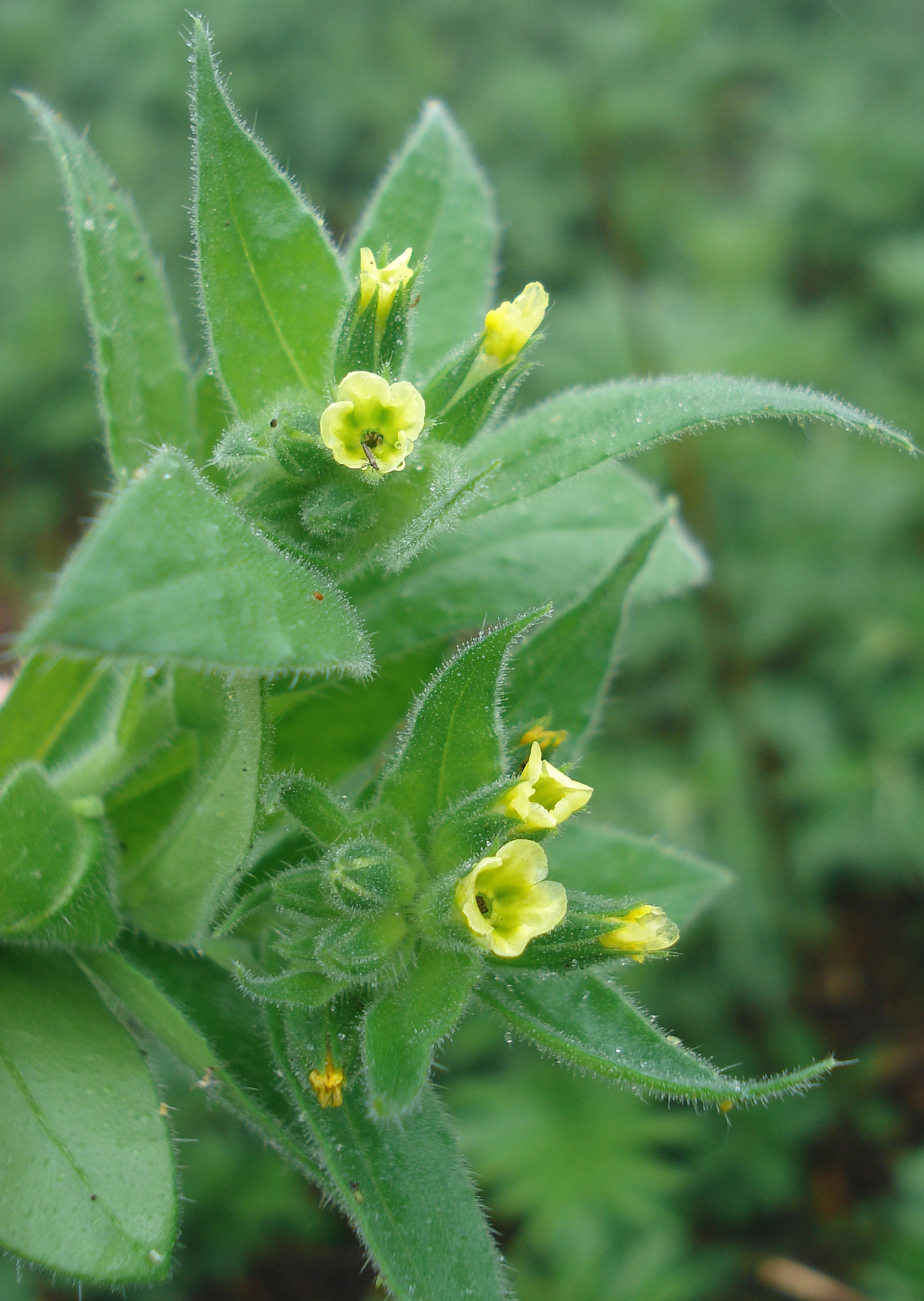 Nonea.lutea.Iran-Elburs.Khalkhal.27.5.19.JPG