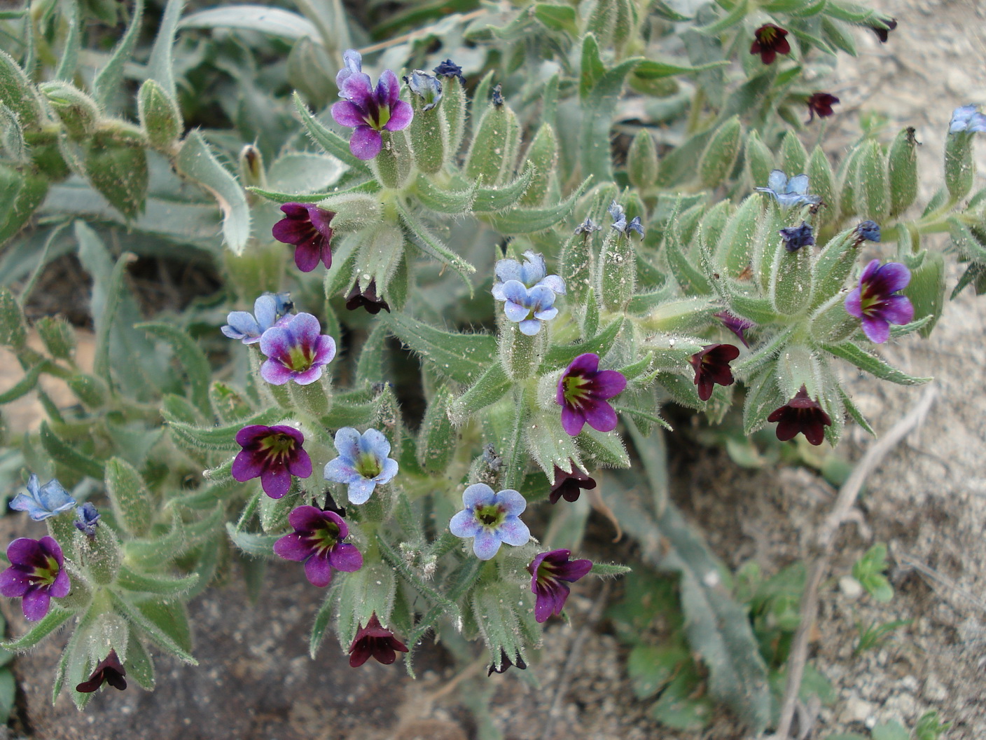 Nonea.stenosolen.Iran-Dandy. 6.5.18.JPG