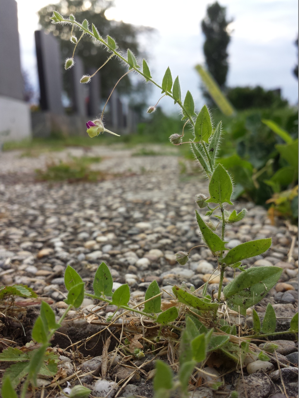 20170704_191424.jpg