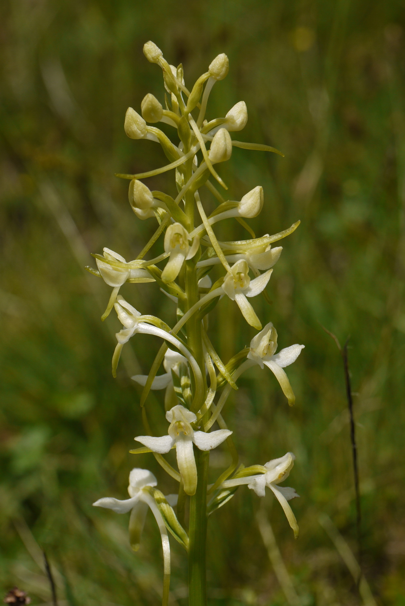 Pla.bifolia x chlorantha.S-Rauris.24.6.10 .KS.JPG