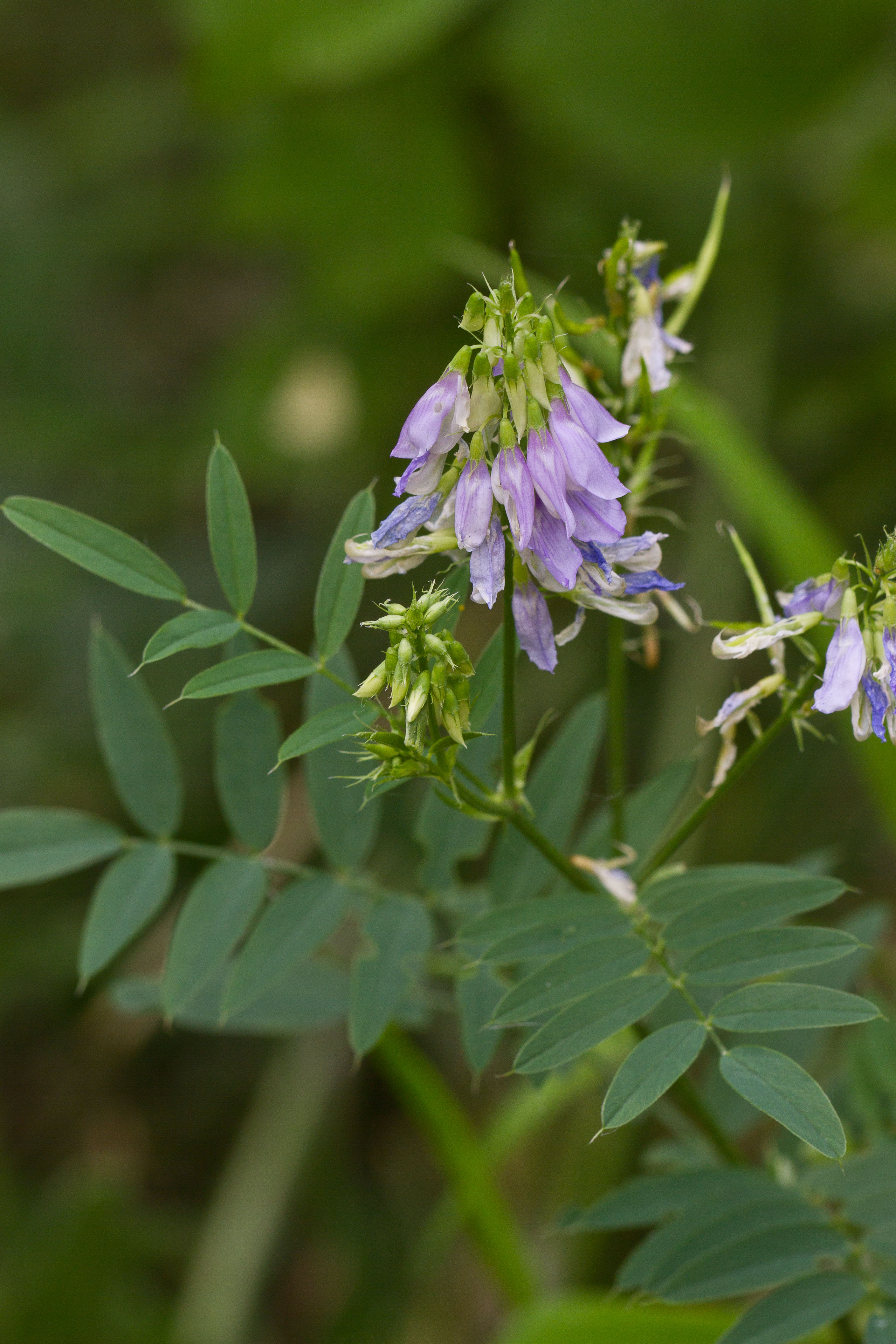 Fabaceae_Galega officinalis 2-2.jpg