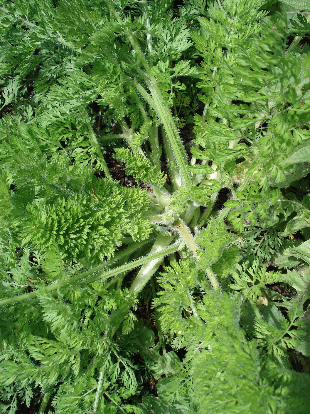 Daucus.carota.St-Gillersdorf.bei.Loipersdorf.JPG