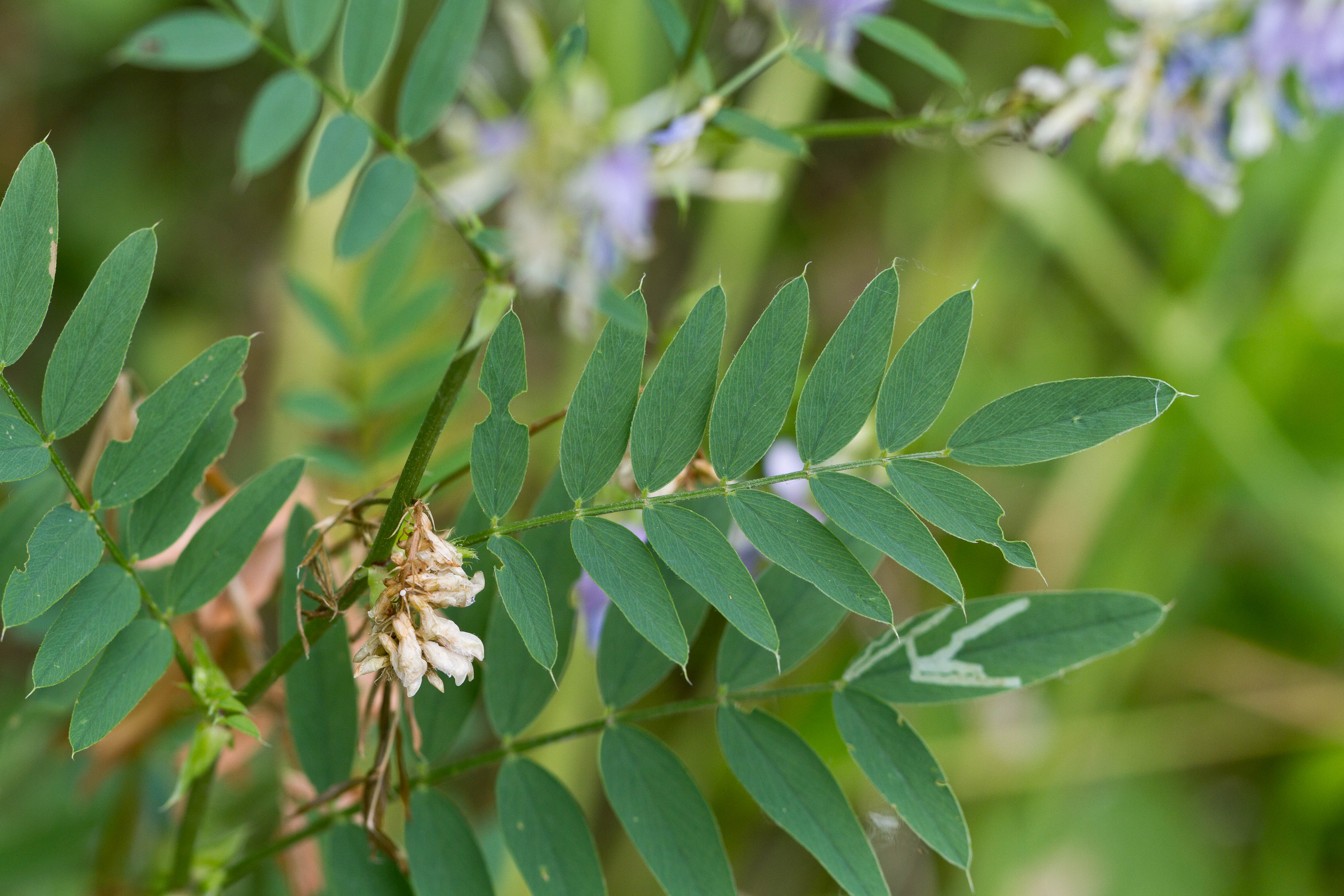 Fabaceae_Galega officinalis Blatt 1-2.jpg