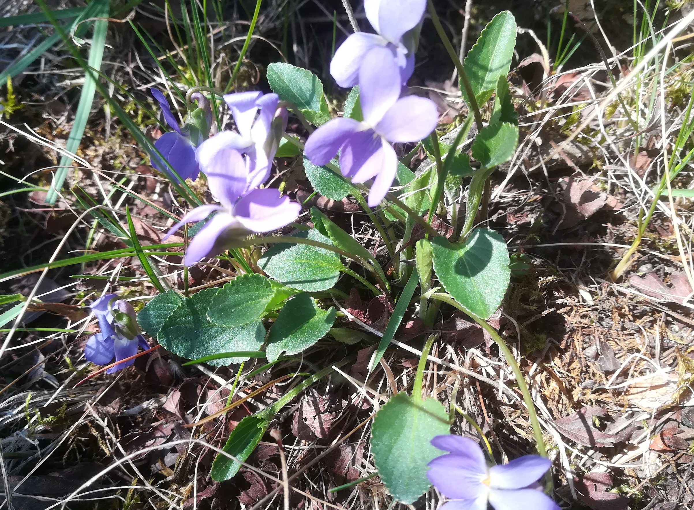 viola cf. ambigua terrassen NW königsberg fischamend_20200324_123034.jpg