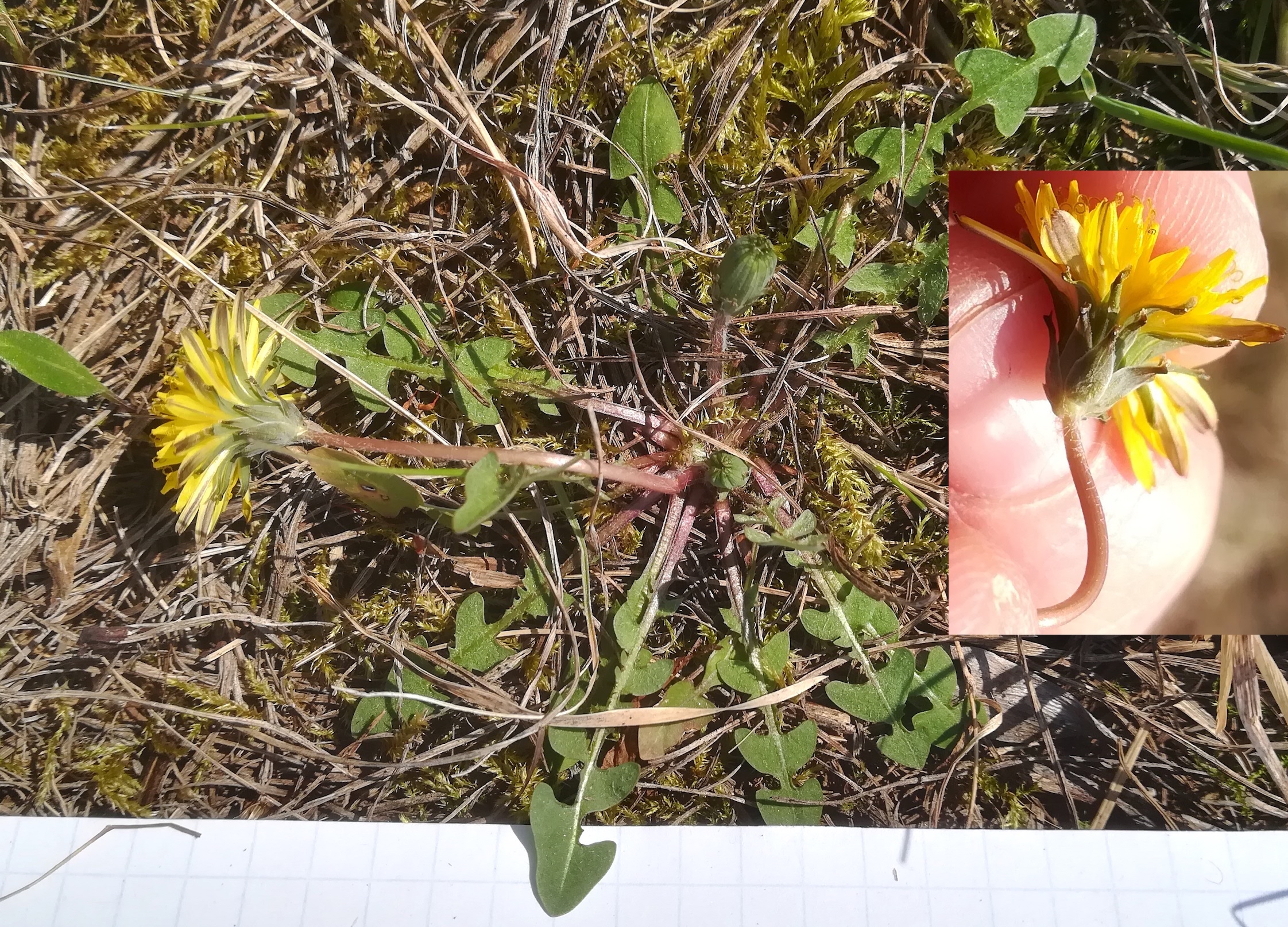 taraxacum cf. sect. erythrosperma terrassen NW königsberg fischamend_20200324_122315.jpg