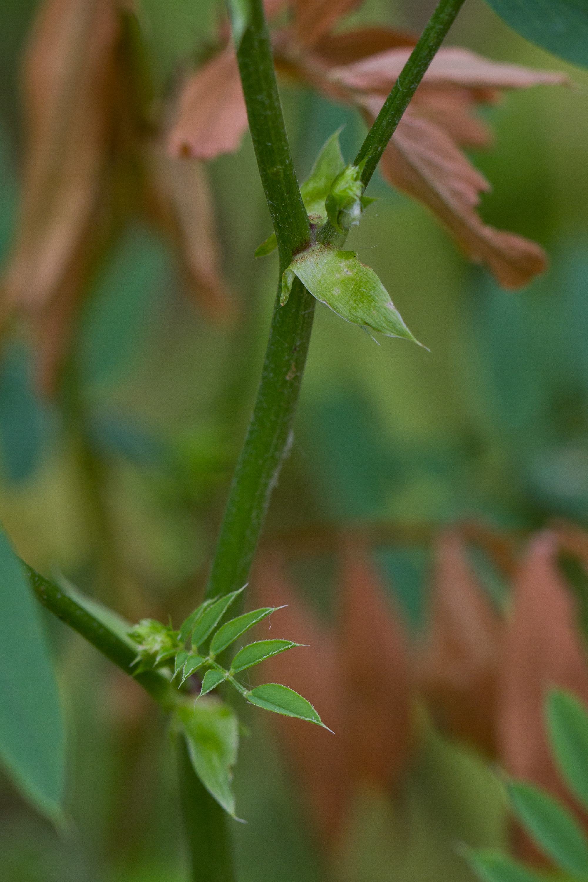 Fabaceae_Galega officinalis Nebenblatt 1-2.jpg