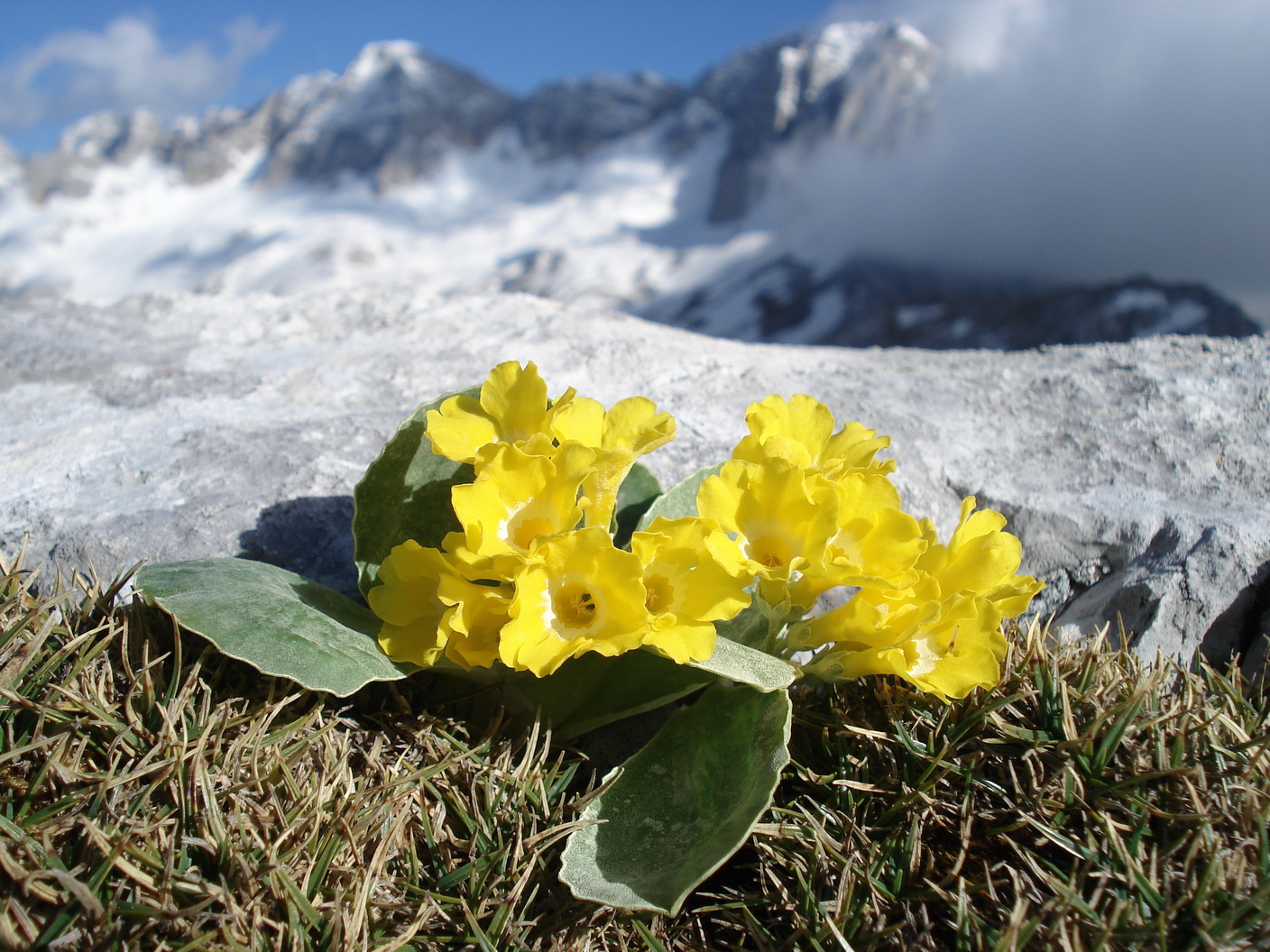 Primula.auricula.I-Jul.Alp.Canin.Bivak.Speleo.25.05.2017.JPG