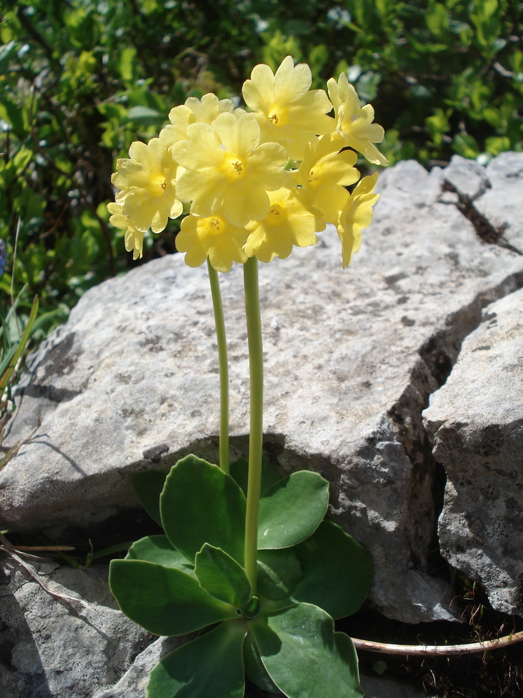 Primula.auricula.fo.pallens.T-Blaser. Stubaier.Alpen..JPG