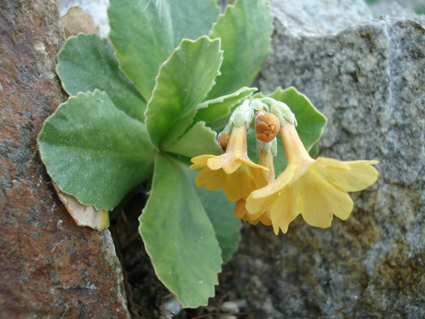 Primula.auricula.fo.fuscescens.vom Mulac - kultiviert.jpg