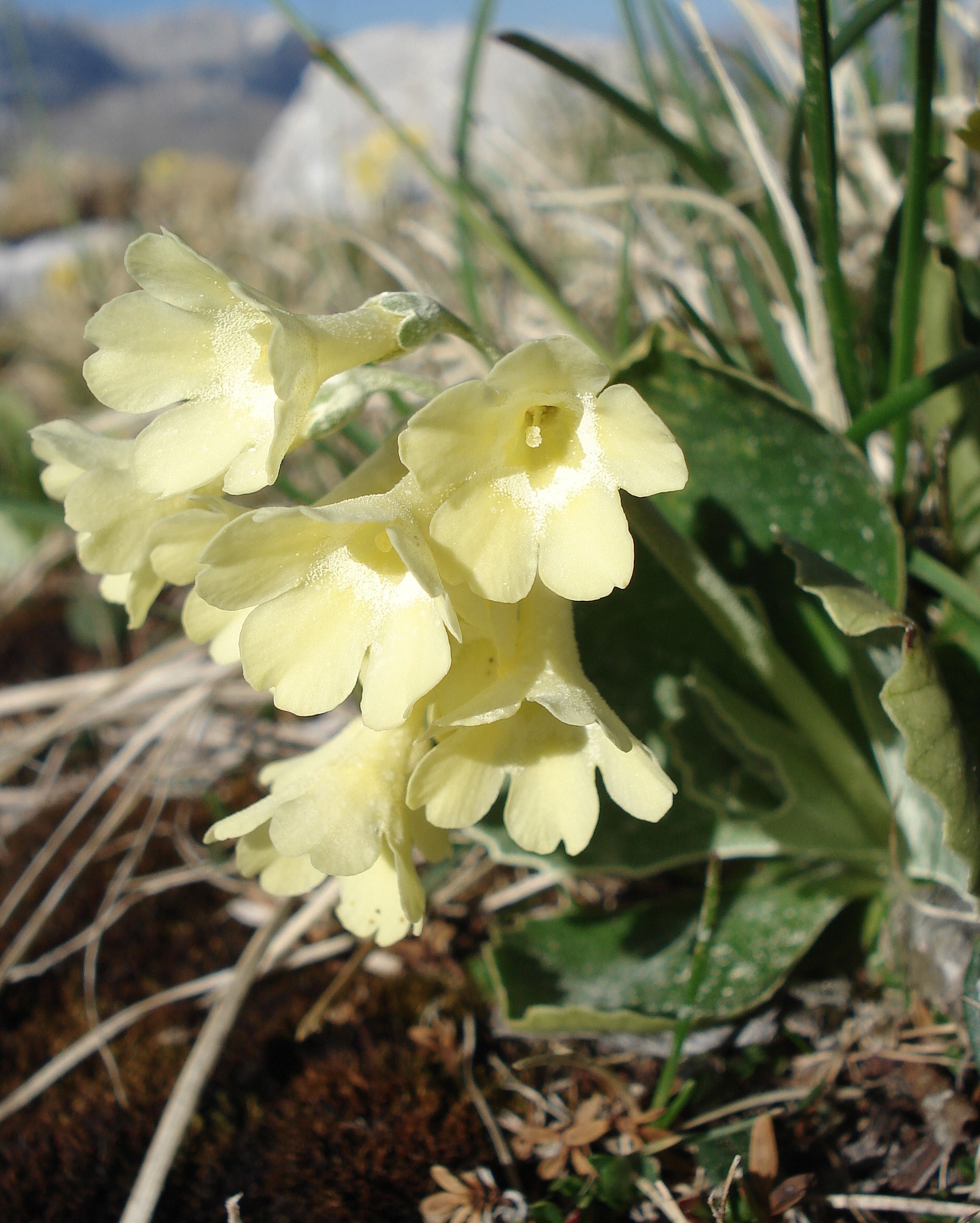 Primula.auricula.fo.ochroleuca.I-Jul.Alp.Canin.Bivak.Speleo.25.5.17.JPG