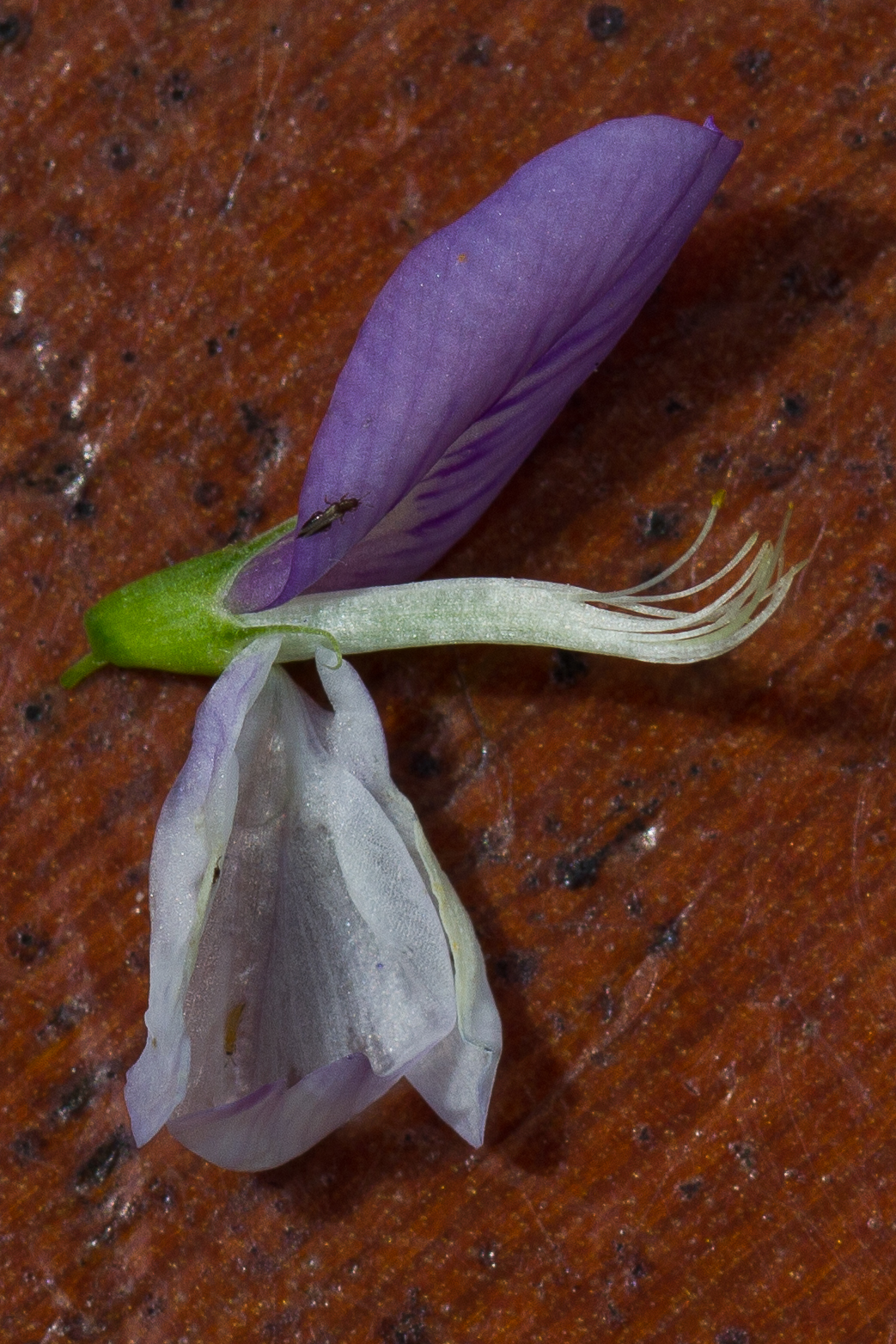 Fabaceae_Galega officinalis Staubfadenröhre 1-2.jpg