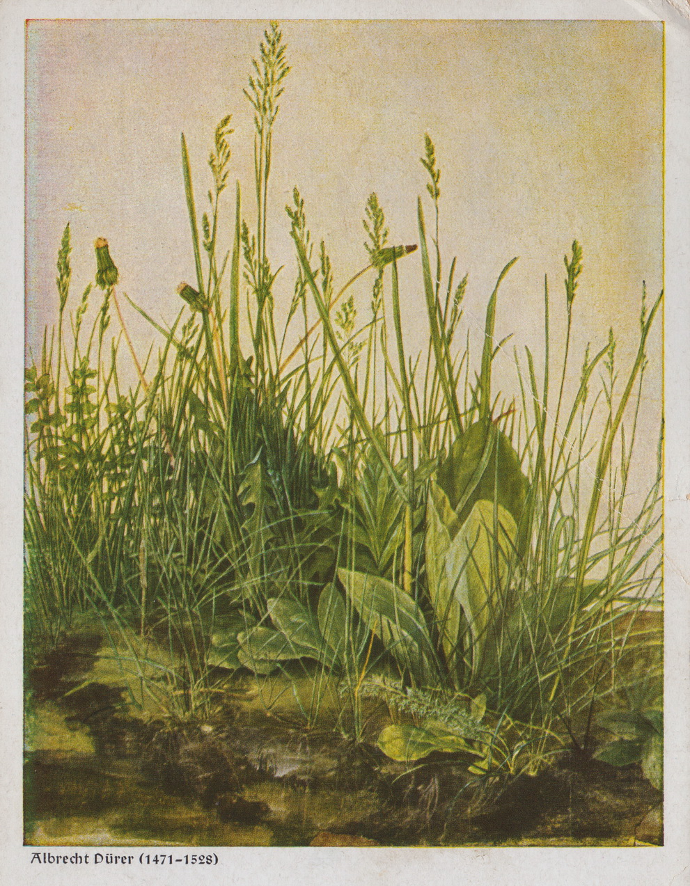 Dürer-Grasbild.jpg