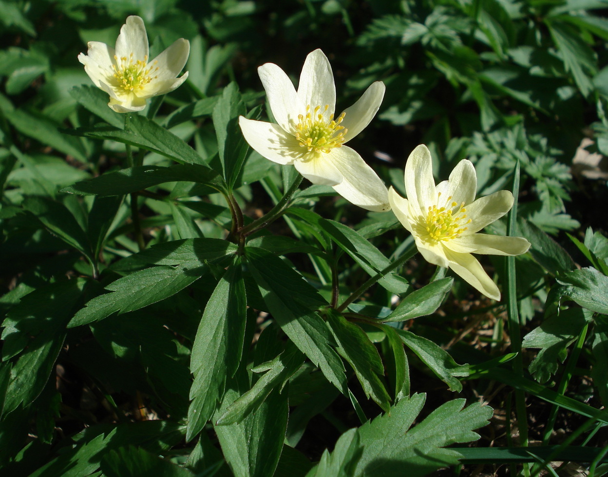 Anemone.nemorosa x ranunculoides.Leipzig-Wind..JPG