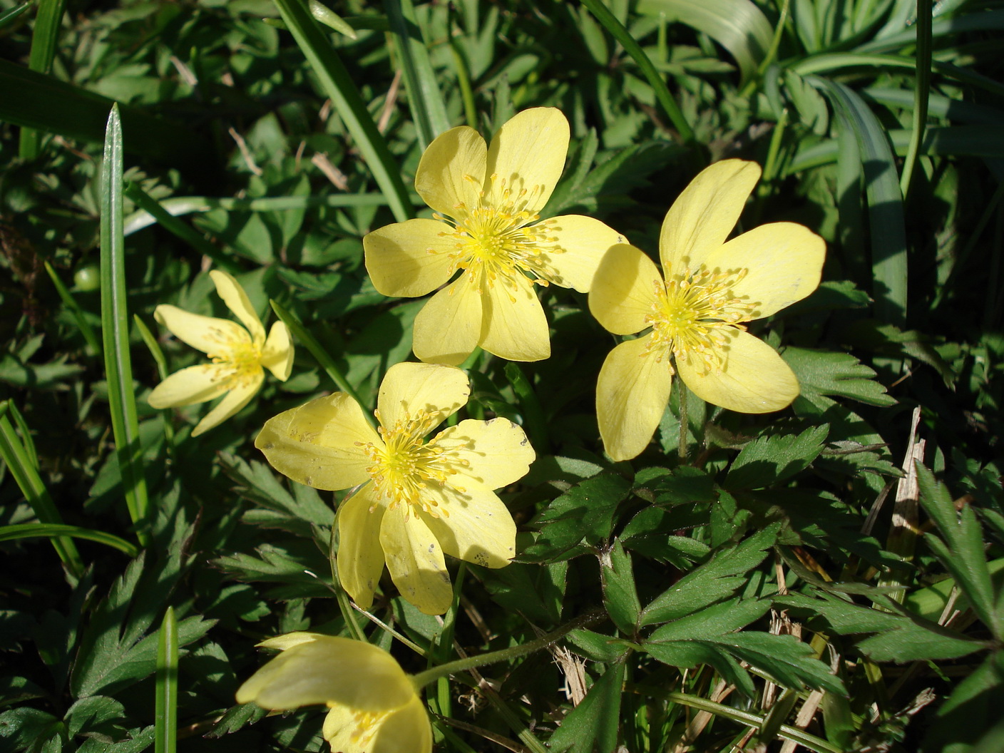 Anemone.nemorosa x ranunculoides.JPG