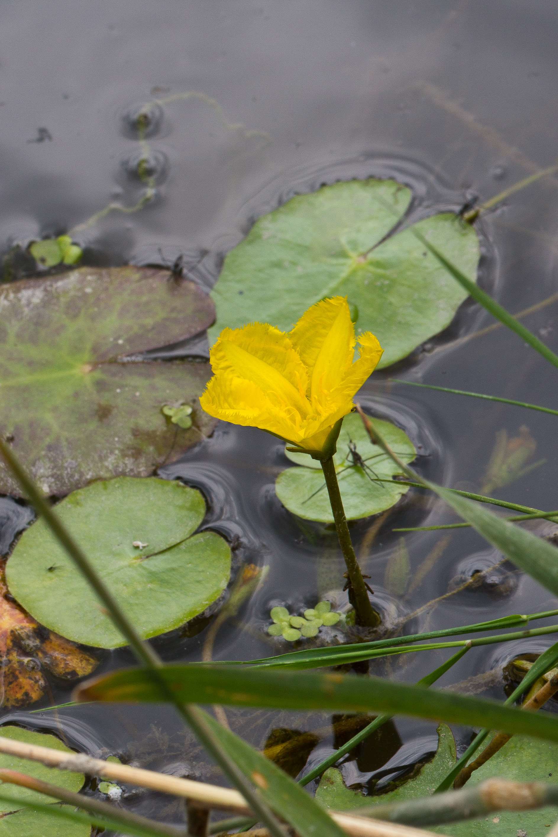 Menyanthaceae_Nymphoides peltata 1-2.jpg