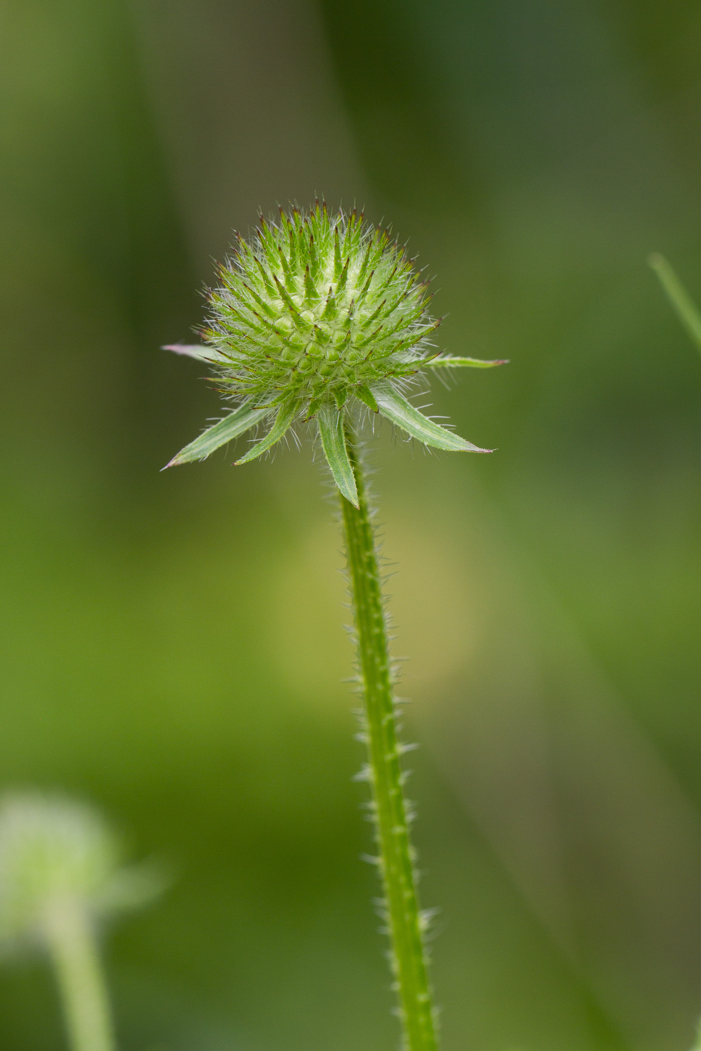 Dipsacaceae_Dipsacus pilosus cf 1-2.jpg