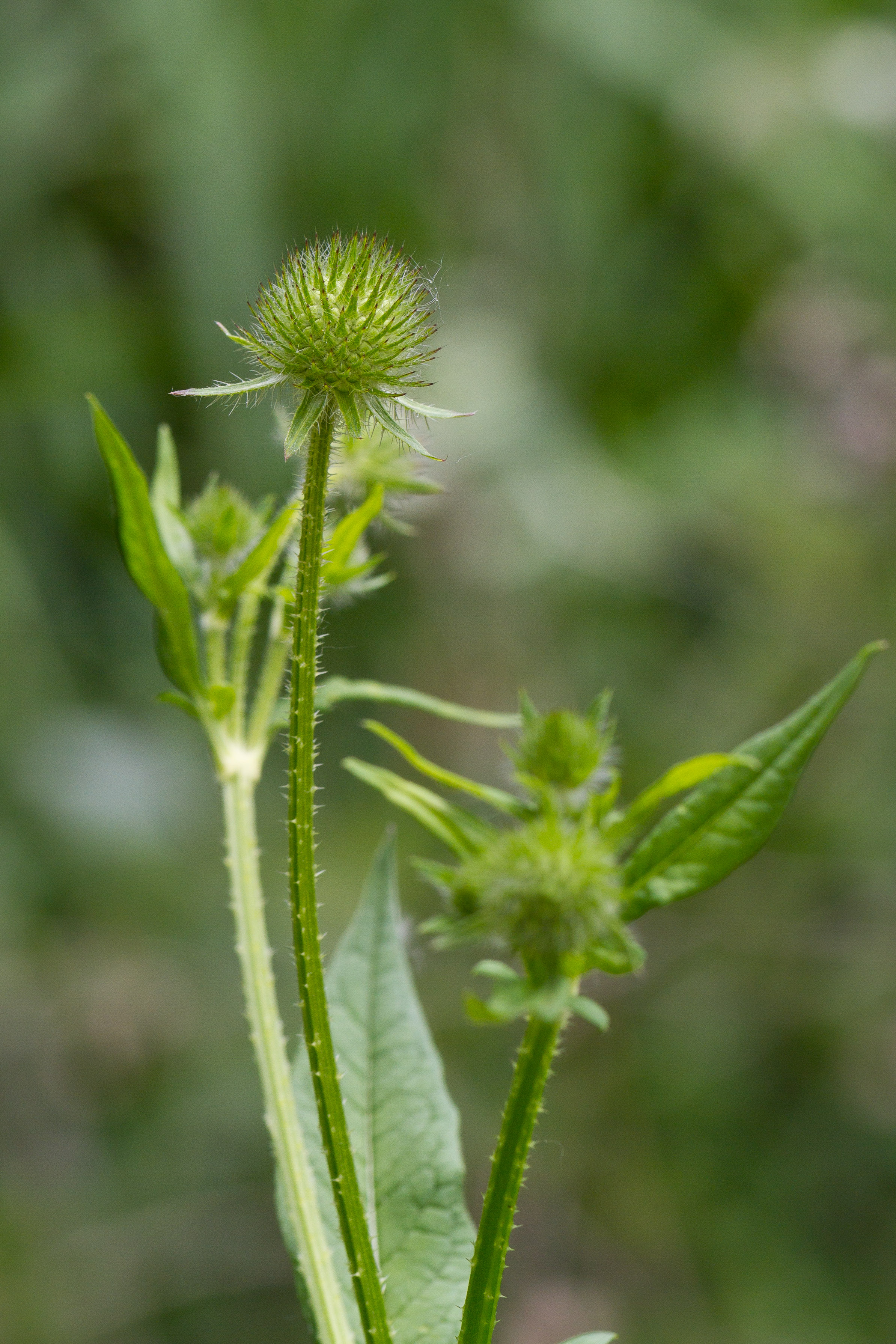 Dipsacaceae_Dipsacus pilosus cf 2-2.jpg