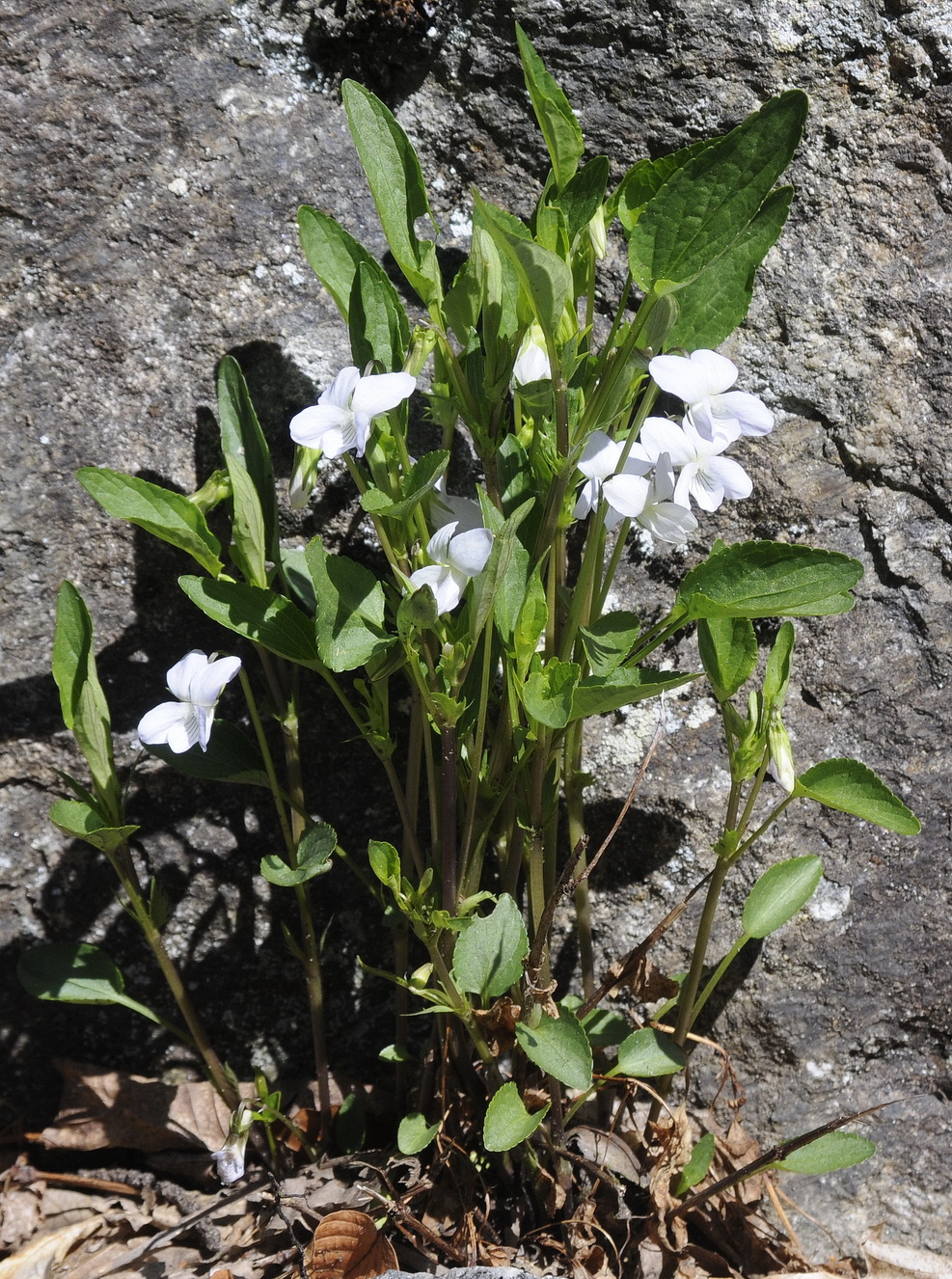 Viola.canina.I-Lago Maggiore.JPG