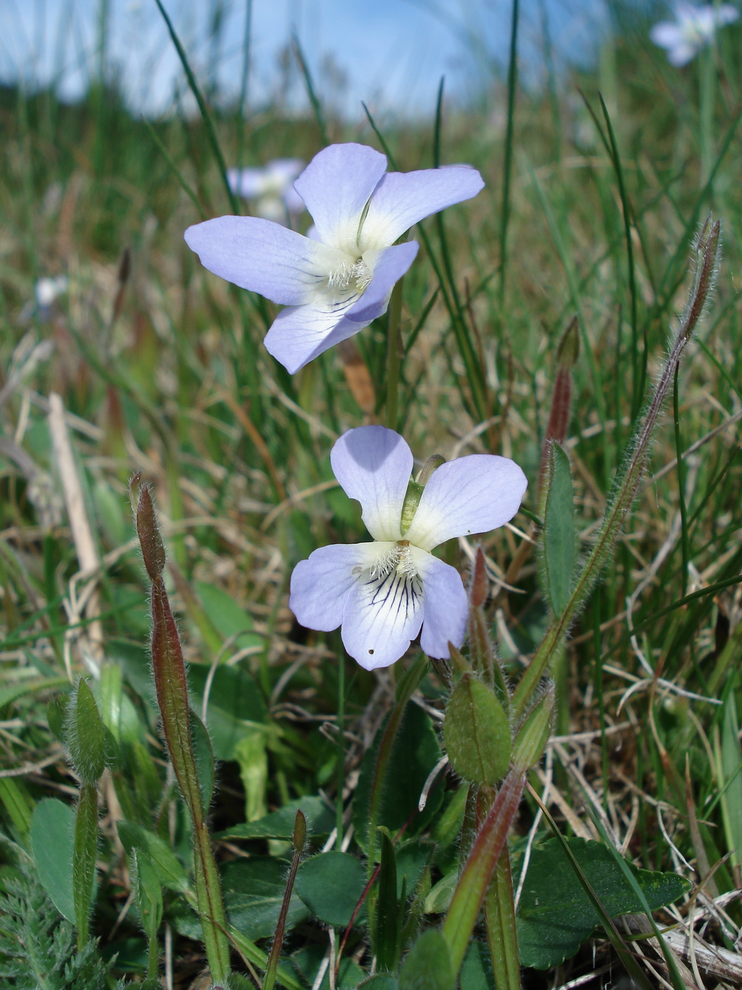 Viola.canina.ssp.canina.St-Soboth.5.5.12.jpg