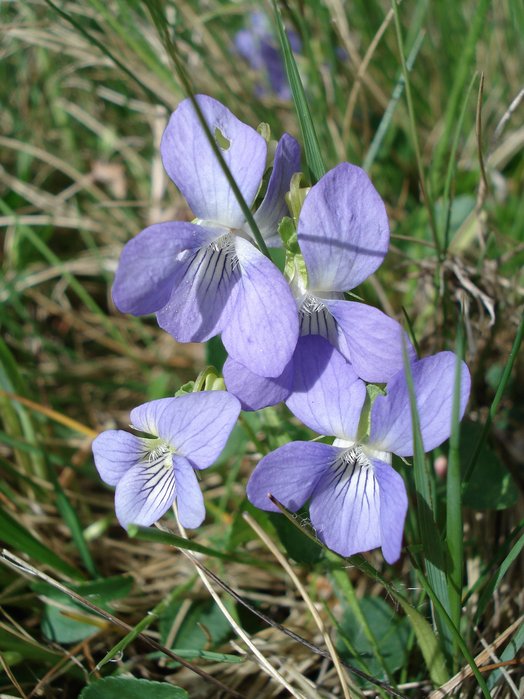 Viola.canina.ssp.ruppii.St-St.Radegund .jpg
